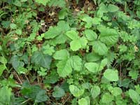 Little Baby Poison Oak