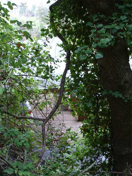 Dangling from a Tree in Summertime