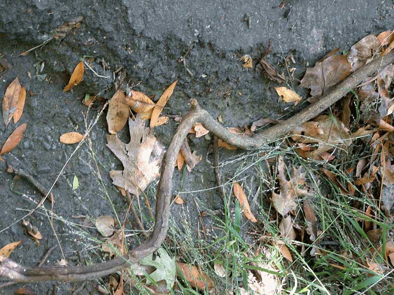 Dead Poison Oak Branch