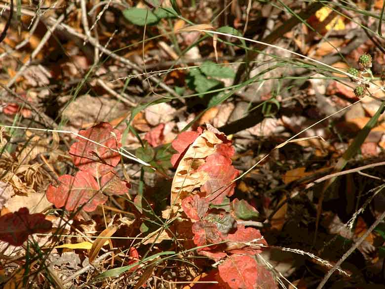 Early Fall Poison Oak