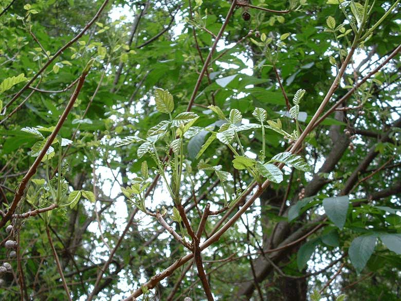 Poison Oak in Early Spring