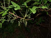 Flowers of Poison Oak