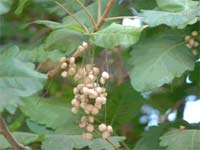 Fruit of Poison Oak