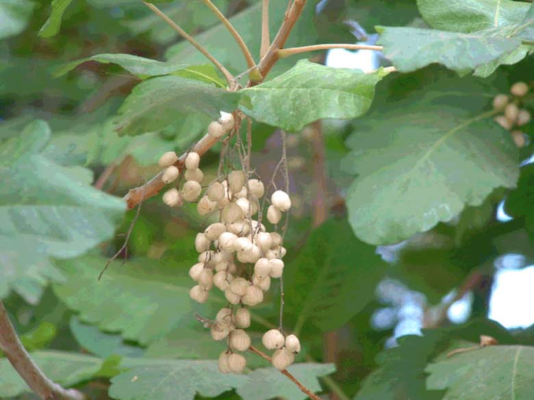 Poison Oak Fruit close-up