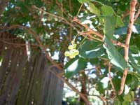 Poison Oak Fresh Fruit