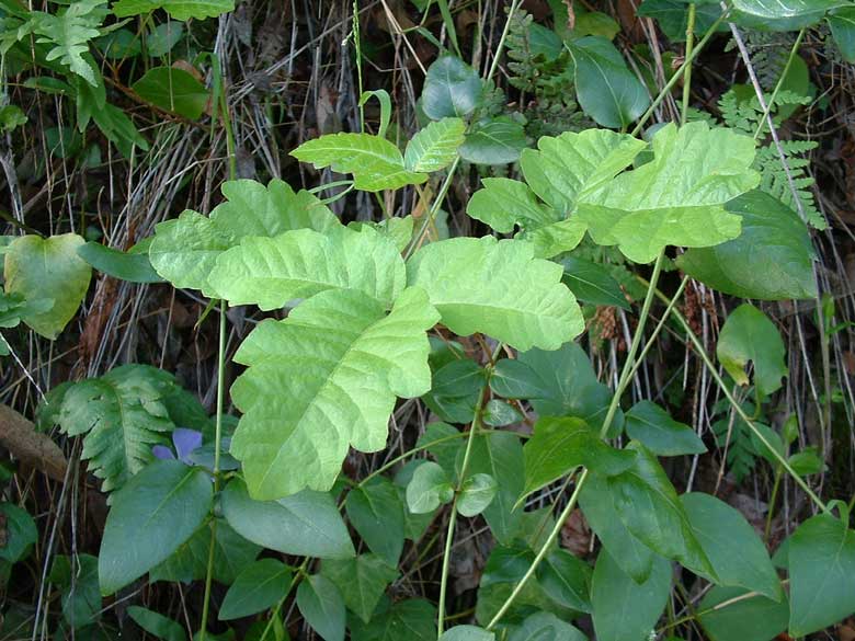 Poison Oak Growing in the shade