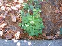 Poison Oak Growing in a front yard!