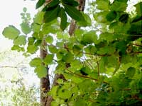 Nice Shade from Poison Oak