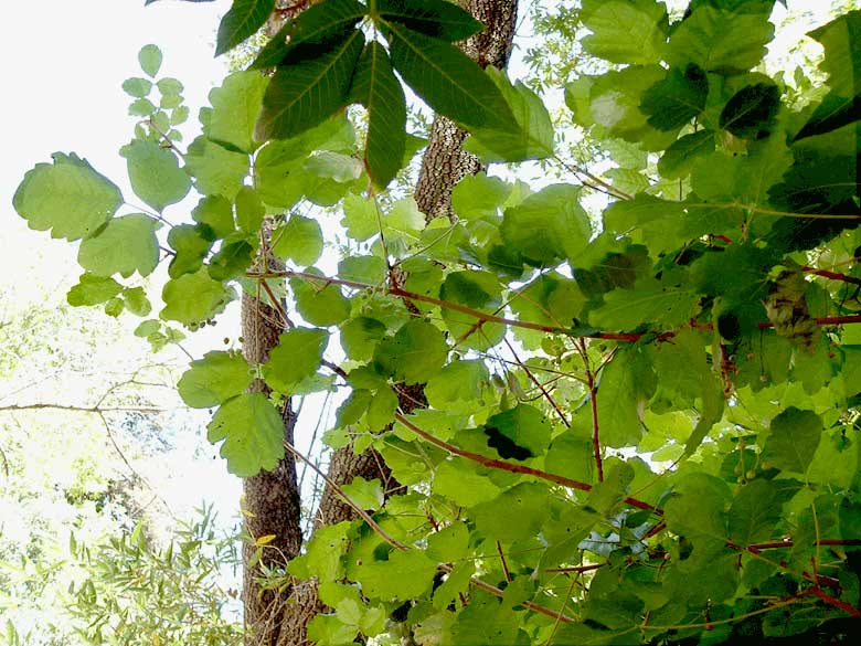 Nice Shade Poison Oak