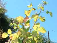 Poison Oak close up in direct sun