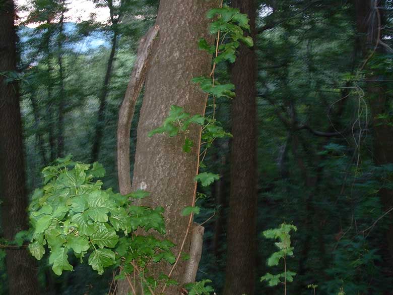 Poison Oak growing back where it was cut