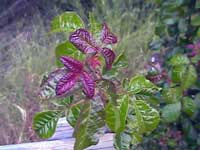 Beautiful Poison Oak