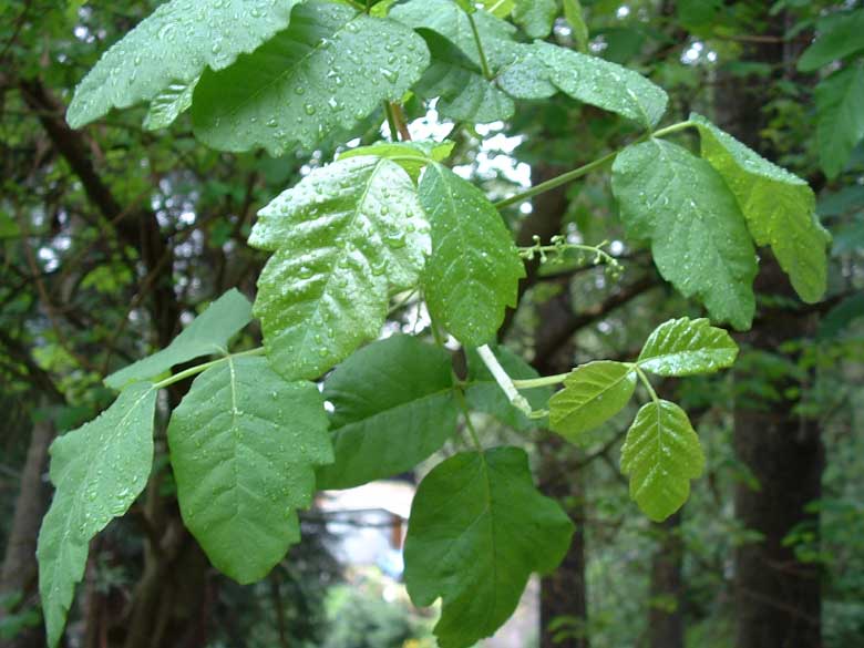 Poison Oak growing in the Spring in the Shade