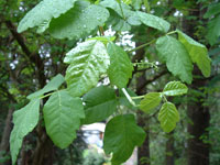 Poison Oak growing springtime in the shade