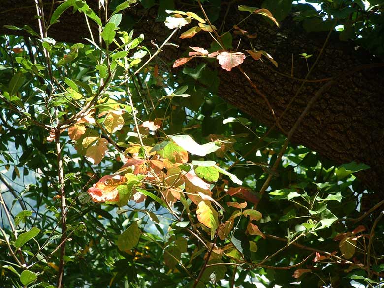 Poison Oak Summertime