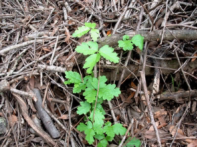 early spring poison oak Growing through Rubble