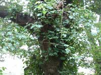 Tree with Poison Oak vines