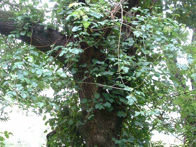 Poison Oak Vines in a tree