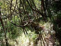 Winter view of  Poison Oak Trunk