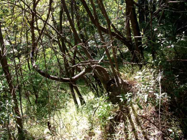 Winter view of  Poison Oak Trunk