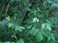 Poison Oak and Blackberry