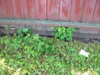 Poison Oak By a Wood Fence